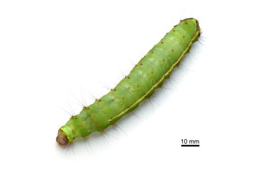 Antheraea formosana Antheraea formosana