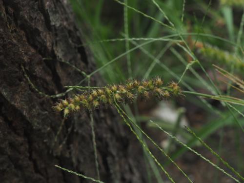 蒺藜草 (黐頭芒) 蒺藜草 (黐頭芒)