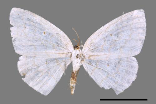 Orthocabera tinagmaria[波斜帶尺蛾][00052080]