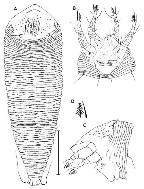 Tetrameracarus taiwanensis Huang, 2001 Tetrameracarus taiwanensis Huang, 2001