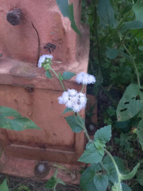 熊耳草