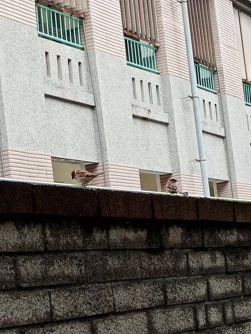 麻雀 麻雀