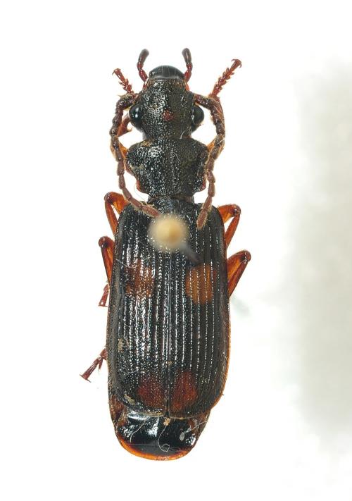 Macrocheilus bensoni_20140905_新北三芝