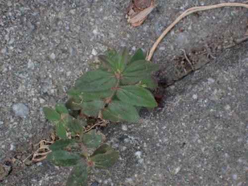 飛揚草 飛揚草