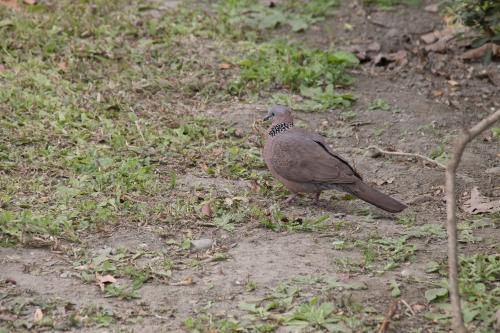 珠頸斑鳩(指名亞種) 珠頸斑鳩(指名亞種)