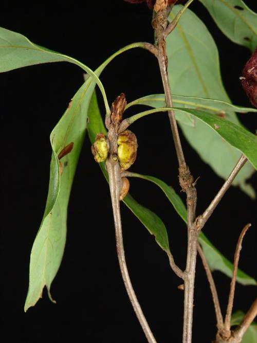Saphonecrus pachylomai 蟲癭 Saphonecrus pachylomai 蟲癭