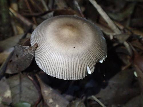 Amanita battarrae(黑灰鵝膏)