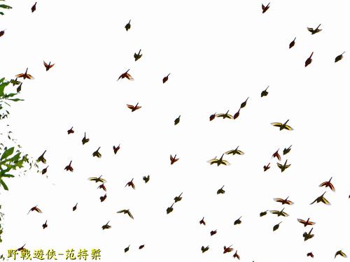 灰喉山椒鳥 灰喉山椒鳥