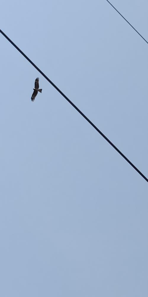 黑鳶 黑鳶