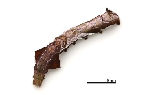 Prismosticta fenestrata Prismosticta fenestrata
