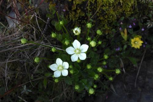 梅花草