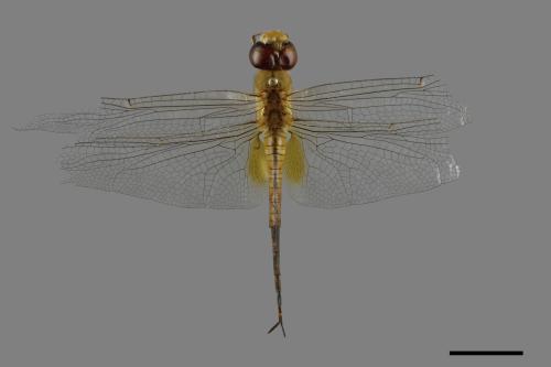 Pantala flavescens[薄翅蜻蜓][00090482]