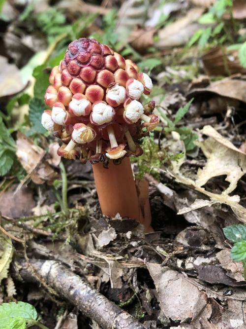 紅苳蛇菰 (夏氏蛇菰)
