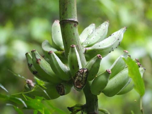 拔蕉 拔蕉