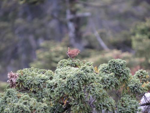 鷦鷯 鷦鷯