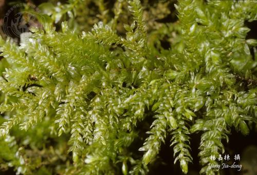 Y3344-Thamnobryum plicatulum.jpg