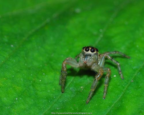 Pancorius crassipes蠅虎