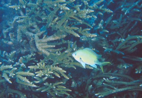 Chromis atripectoralis@fishdb-media-1384 Chromis atripectoralis@fishdb-media-1384