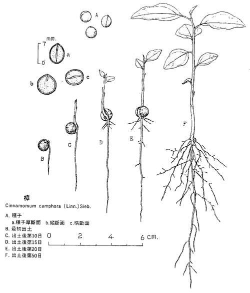 SEED-57