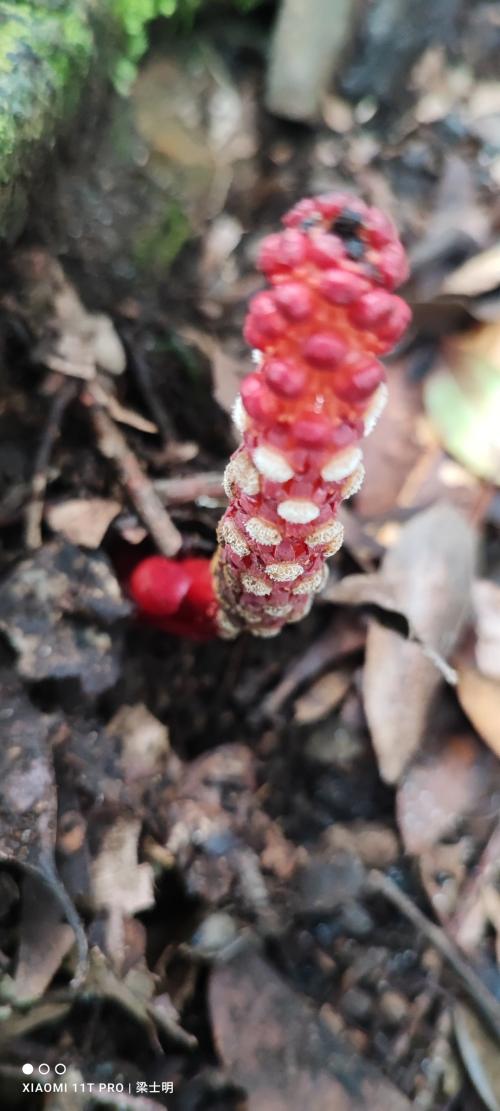 穗花蛇菰