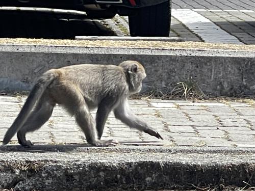 臺灣獼猴 臺灣獼猴