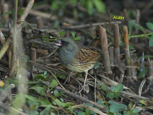 20090729_380353_Bunting_DSC_5137.jpg 20090729_380353_Bunting_DSC_5137.jpg