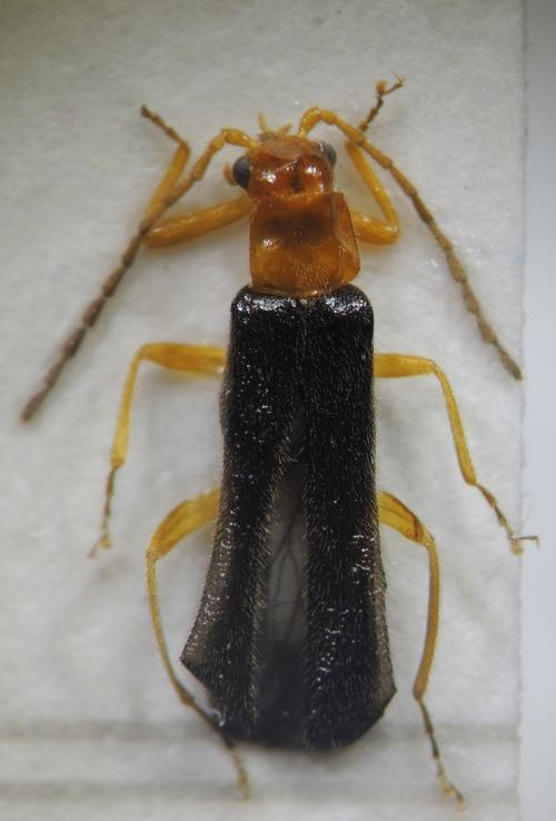 Micropodabrus multicostata (Wittmer, 1982) Micropodabrus multicostata (Wittmer, 1982)