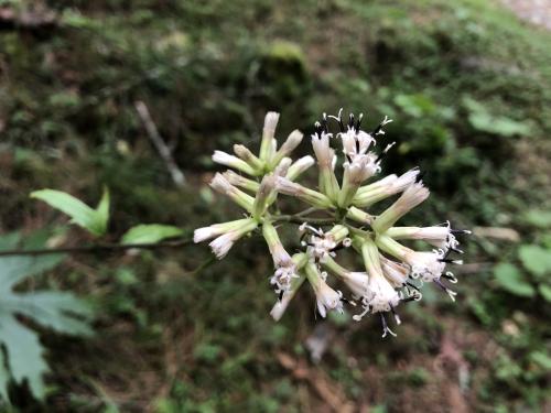 高山破傘菊 高山破傘菊