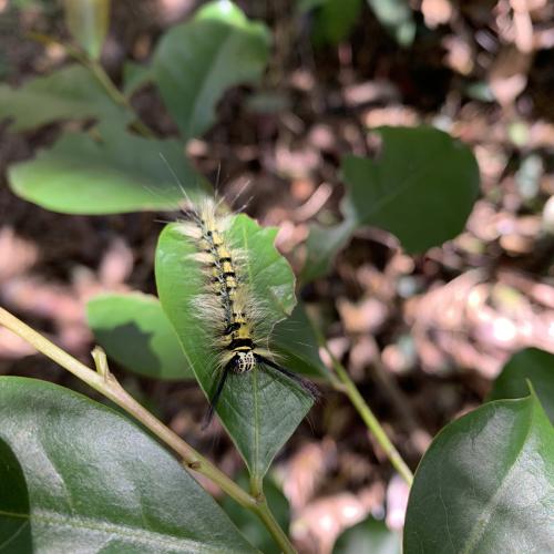 青黃枯葉蛾 台灣亞種