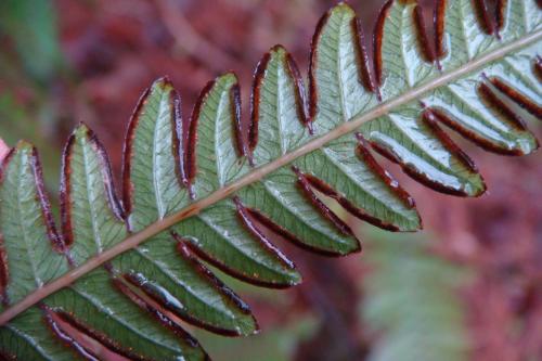 紅柄鳳尾蕨 Pteris scabristipes Tagawa