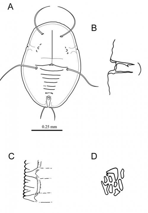 Aleuroclava longispinus  (Takahashi, 1934)