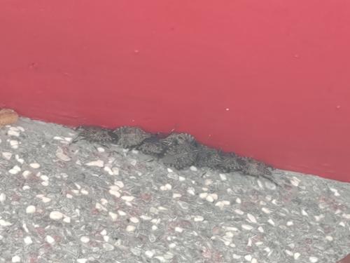 麻皮蝽