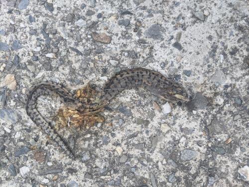 花鰭裸胸鯙 花鰭裸胸鯙