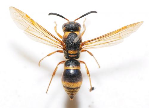 Orancistrocerus sp.@