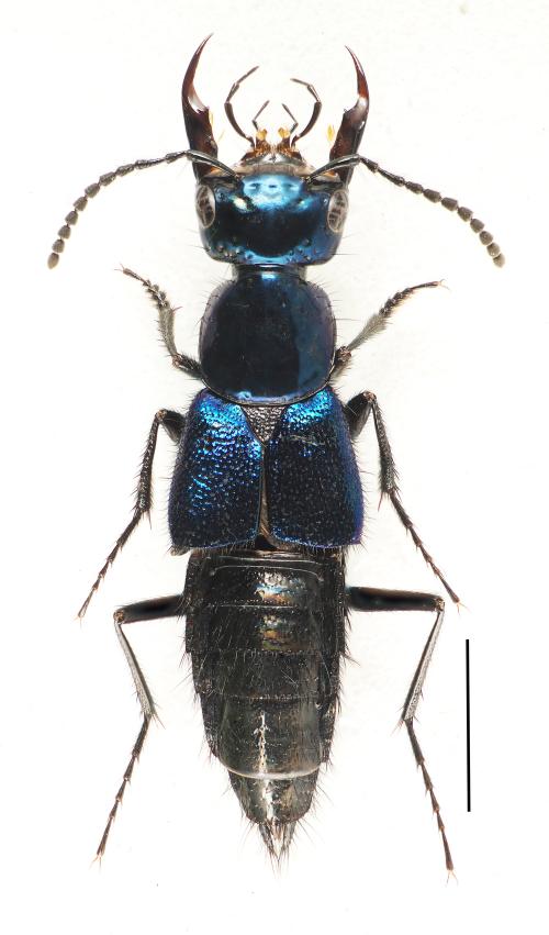 Philonthus-taiwanensis