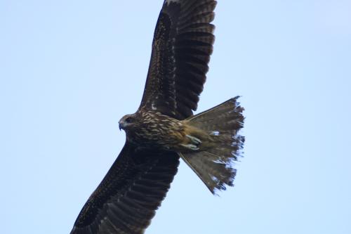 黑鳶 黑鳶