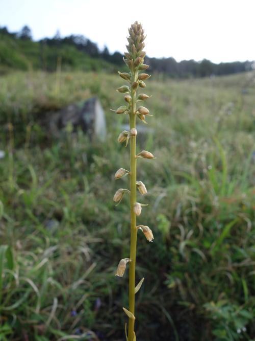 臺灣粉條兒菜