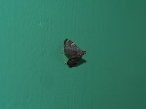 Cangetta hartoghialis