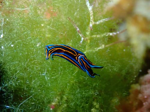 燕尾海牛 燕尾海牛
