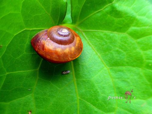 郇和島蝸牛(斯文豪氏島蝸牛) 郇和島蝸牛(斯文豪氏島蝸牛)