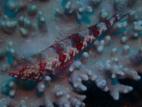花斑狗母魚