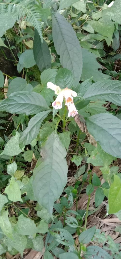 角桐草 角桐草
