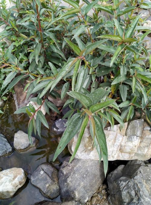 密花苧麻