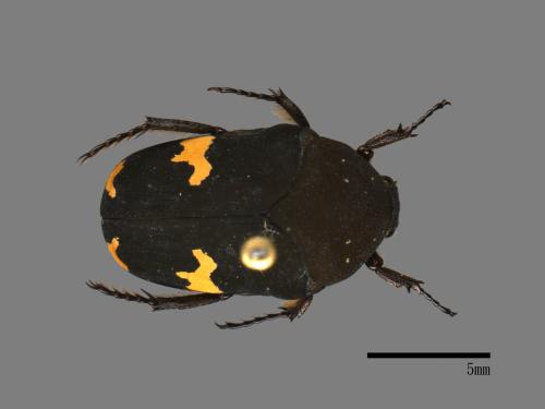Clinteria aeneofusca[灰斑擬黑花金龜][00087574]