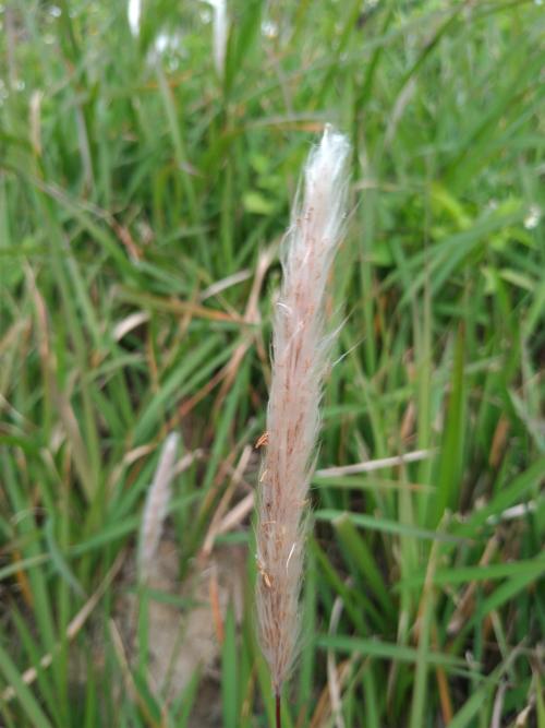白茅 (茅針 茅根 茅草)