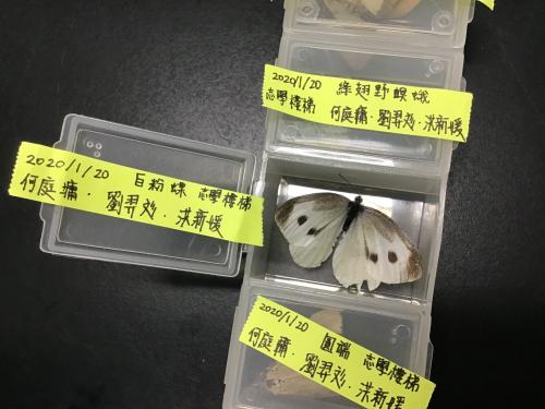 白粉蝶