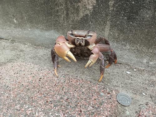 兇狠圓軸蟹