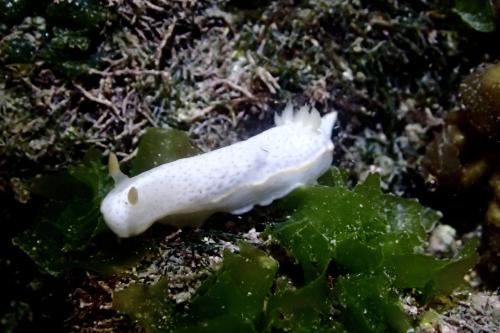 Chromodoris aspersa