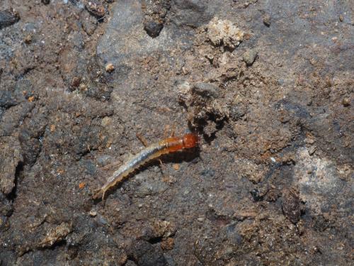 Quedius-mazusoi_larva