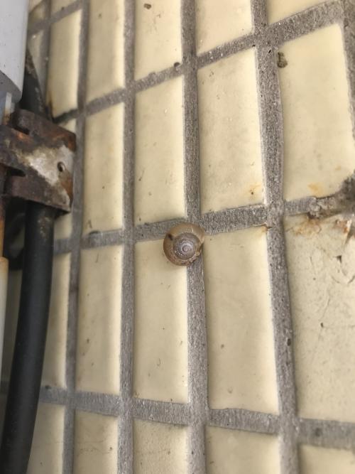 同型巴蝸牛 同型巴蝸牛